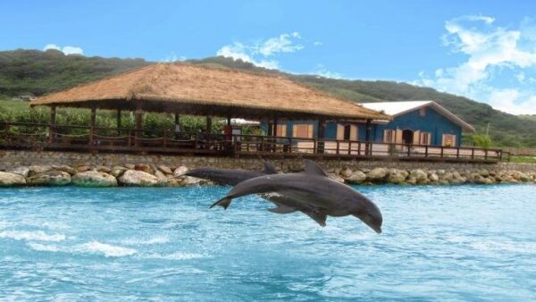 Dolphin Cove Montego Bay